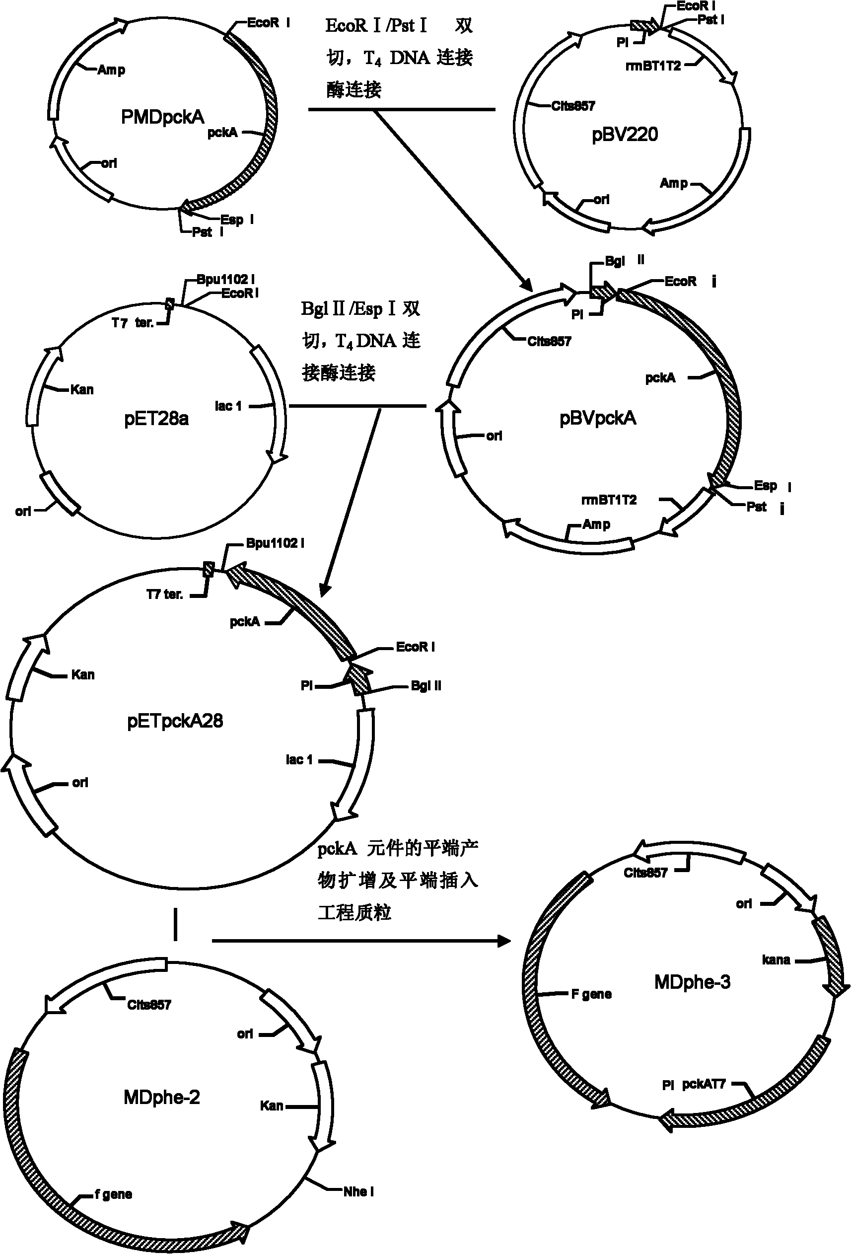 Method for improving acid yield of L-phenylalanine gene engineering bacteria