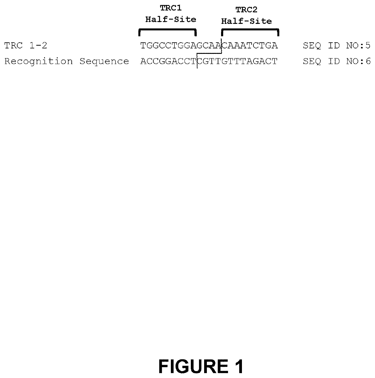 Optimized engineered nucleases having specificity for the human t cell receptor alpha constant region gene