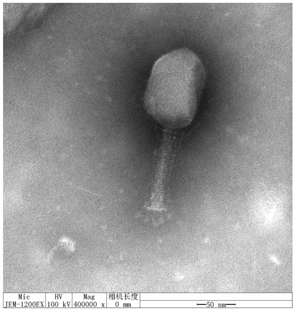 Acid-resistant salmonella phage and composition, kit and application thereof