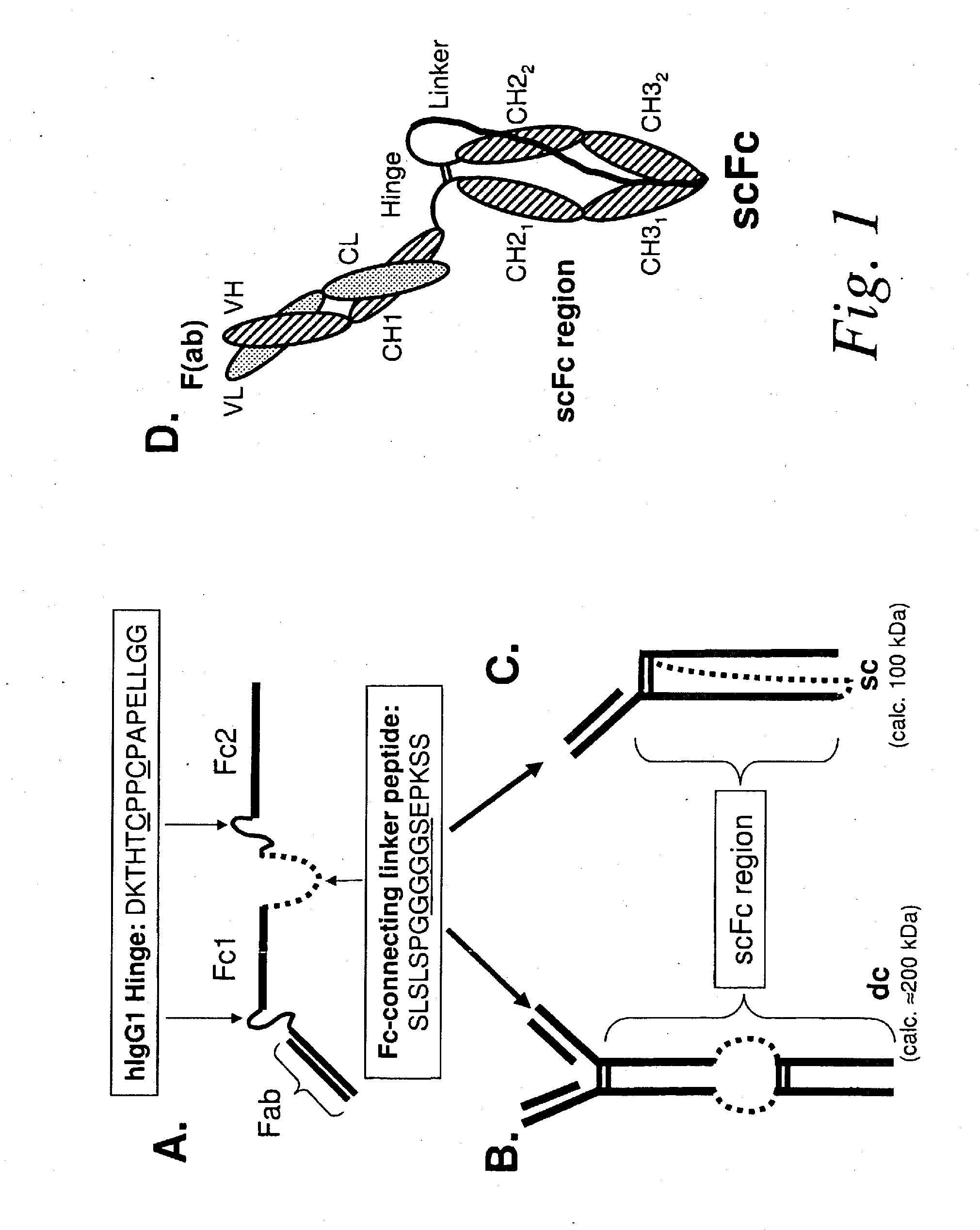 SINGLE CHAIN Fc (ScFc) REGIONS, BINDING POLYPEPTIDES COMPRISING SAME, AND METHODS RELATED THERETO