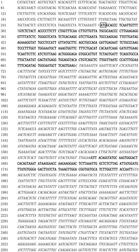 Soybean symbiotic nitrogen-fixing lipopolysaccharide gene or its protein and application