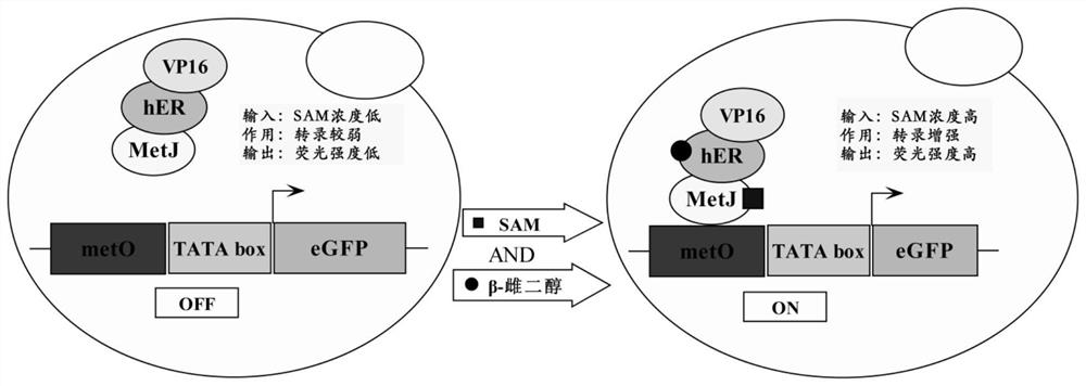 A kind of biosensor for detecting s-adenosylmethionine and preparation method thereof