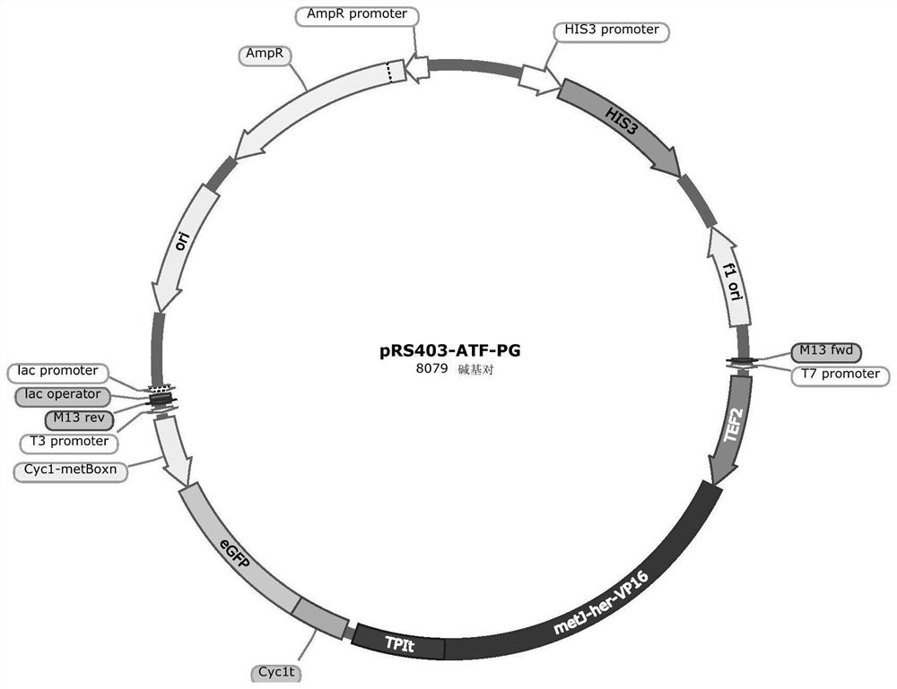 A kind of biosensor for detecting s-adenosylmethionine and preparation method thereof