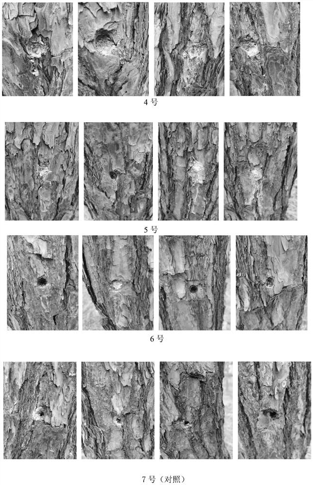 A kind of rapid healing agent for pine tree medicine injection hole