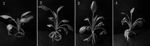 Culture medium and culture method for promoting growth of regeneration buds of echinacea purpurea