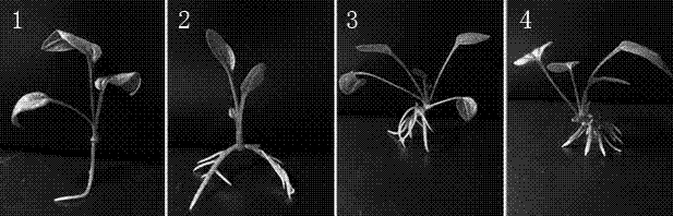 Culture medium and culture method for promoting growth of regeneration buds of echinacea purpurea