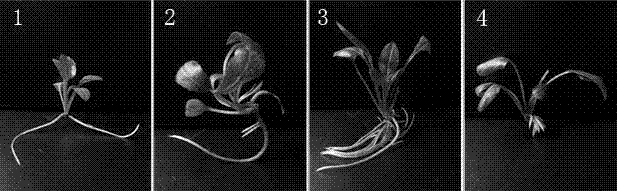 Culture medium and culture method for promoting growth of regeneration buds of echinacea purpurea