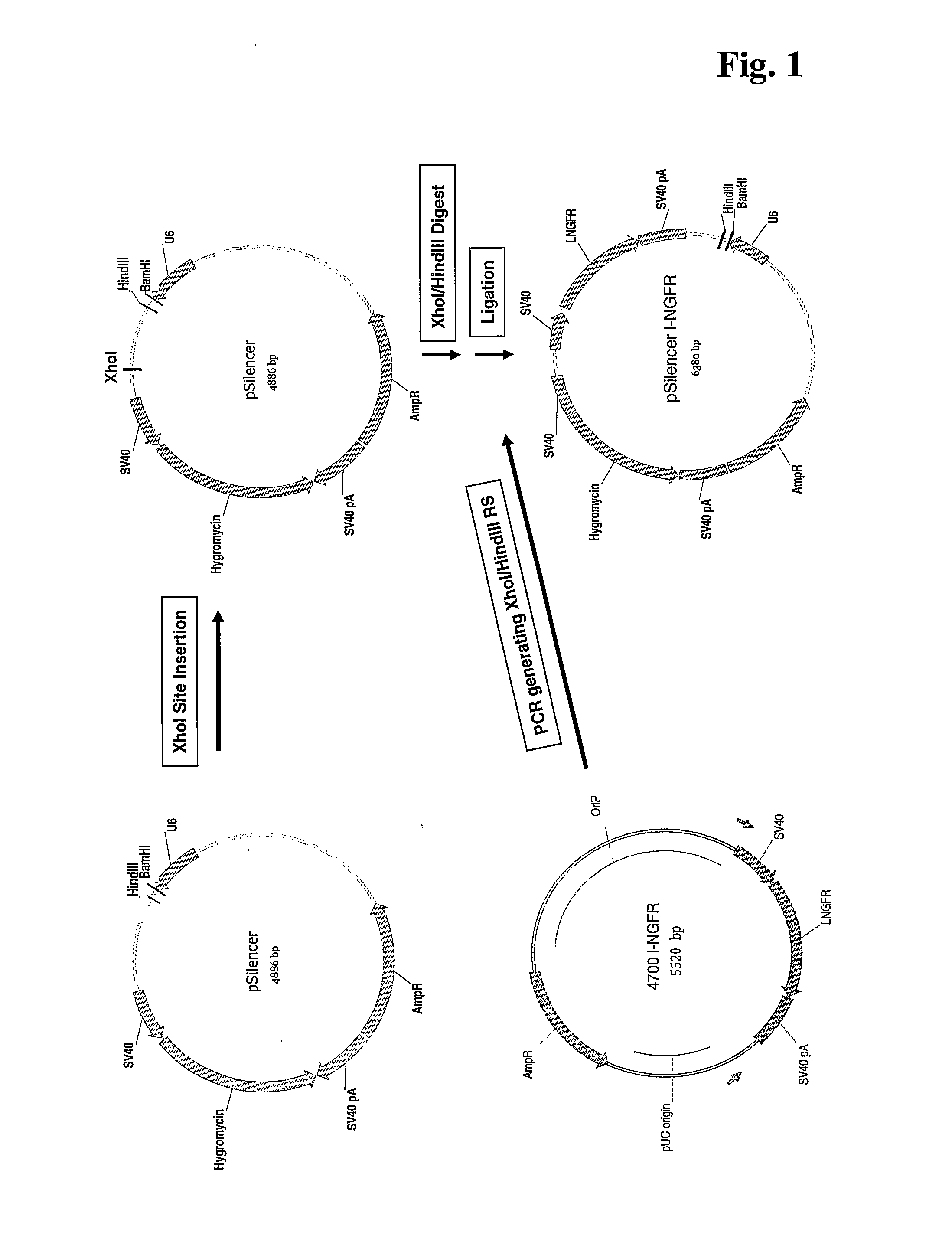 Method for Improved Selection of Rnai Transfectants