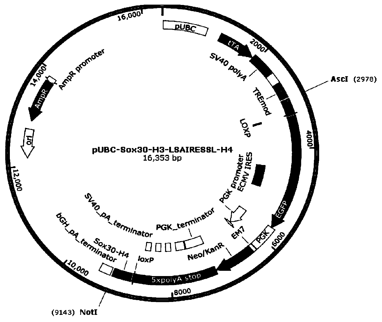 Construction method and application of Sox30 knockout and restorable mouse animal model