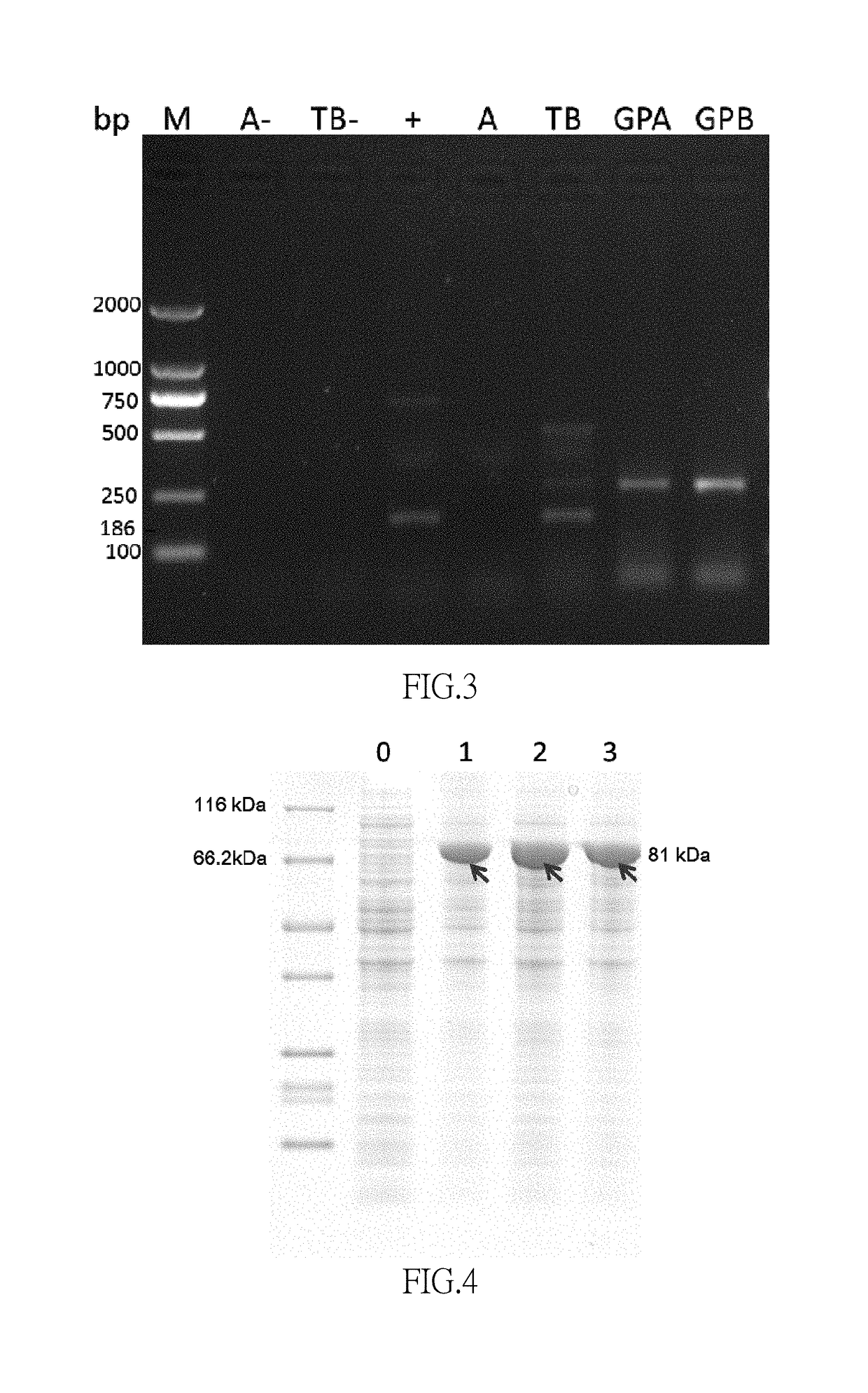 <i>E. coli </i>engineering bacteria producing 1,5-pentanediamine through whole cell catalysis and application thereof