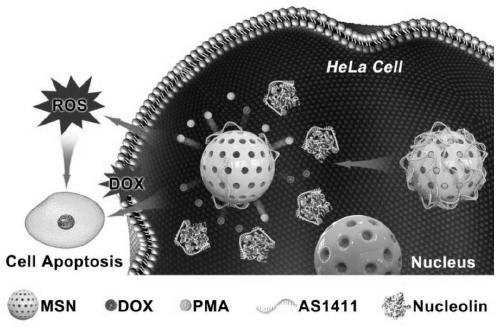 A dual drug-loading system based on targeting nucleolin and its preparation method and application