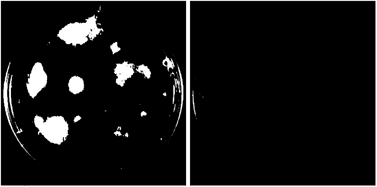 Genetic transformation method for PEG-medicated fusarium oxysporum sesame special type protoplast