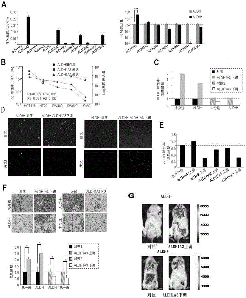 Application of aldehyde dehydrogenases 1A3 and encoding gene thereof as target for preventing and treating invasion and metastasis of colorectal cancer