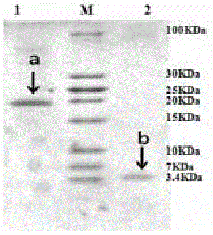 Heterozygous antibacterial and antiviral polypeptide as well as preparation method and application thereof