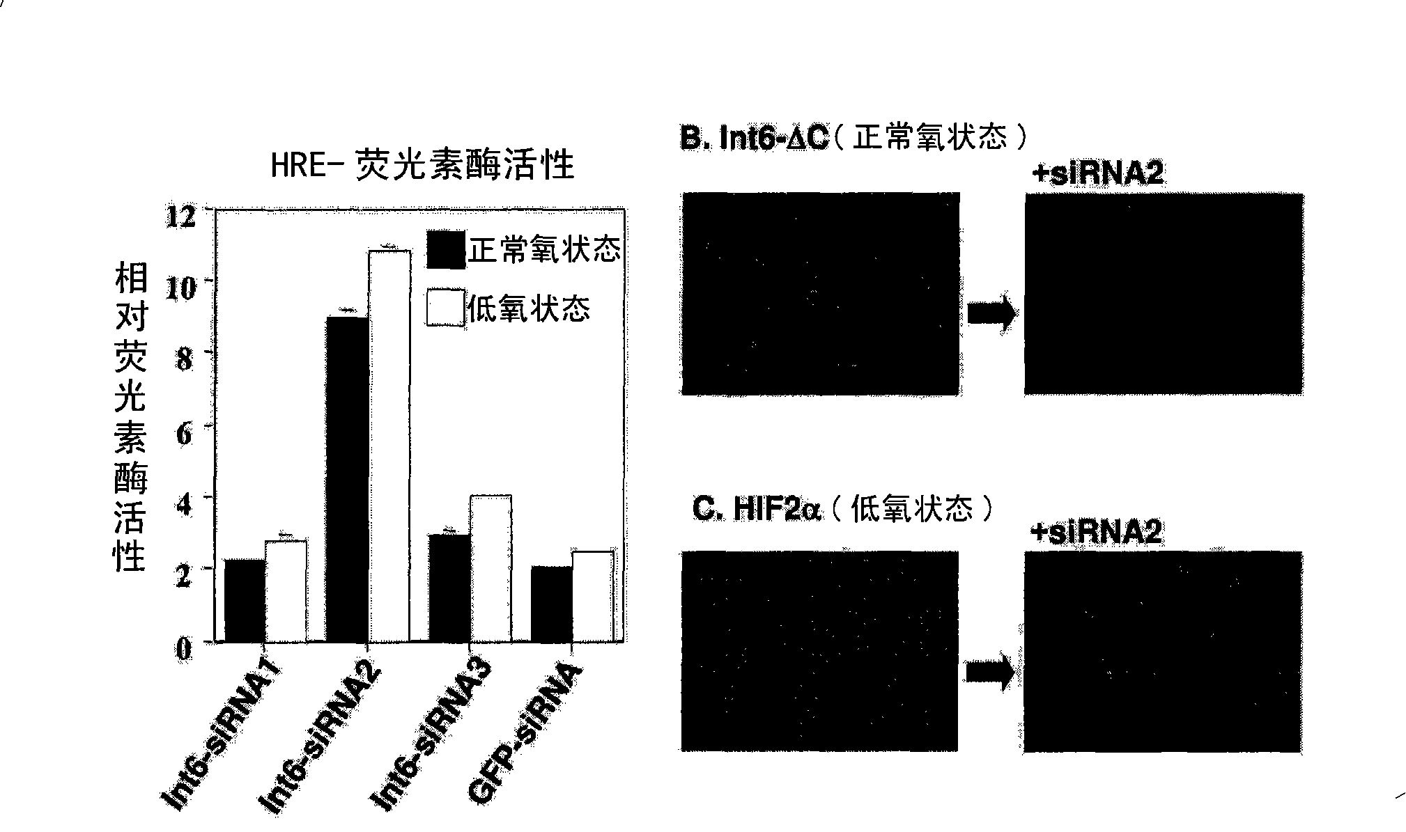 Int6 protein involved in hypoxia stress induction and use thereof