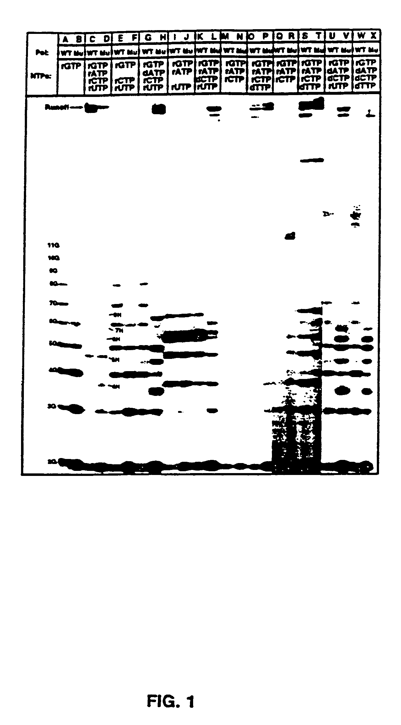 Methods for using double-mutant RNA polymerases with reduced discrimination between non-canonical and canonical nucleoside triphosphates