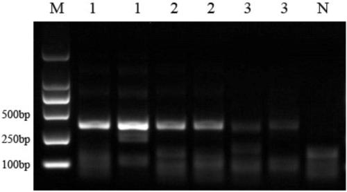 Primer pair, primers, probe composition, reagent and kit for detecting canine parvovirus based on BTNAA (Body Temperature Nucleic Acid Amplification) system