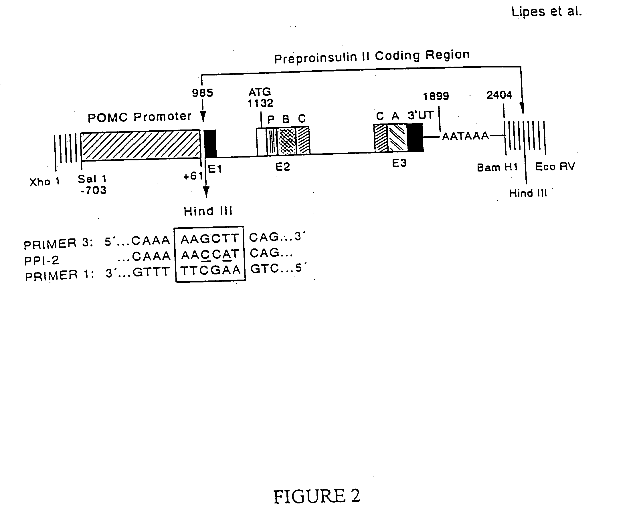 Immunologically privileged cells and uses thereof