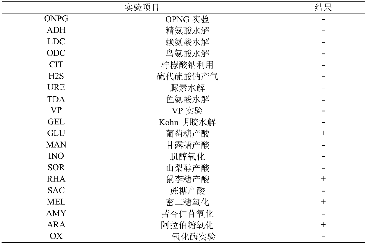 Antarctic krill symbiotic bacteria, Antarctic krill antioxidant peptide, preparation method and application thereof