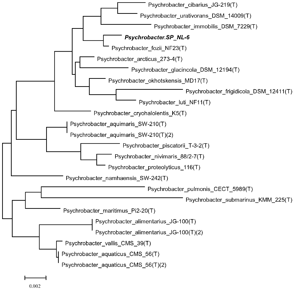 Antarctic krill symbiotic bacteria, Antarctic krill antioxidant peptide, preparation method and application thereof