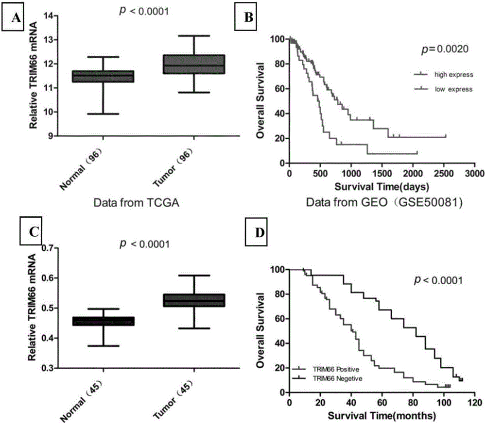 Application of TRIM66 protein in preparing non-small cell lung cancer prognosis evaluation reagent or kit