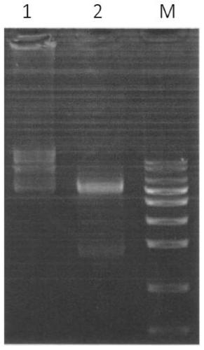 A kind of polyclonal antibody based on wheat yellow stripe virus g protein, preparation method and application thereof