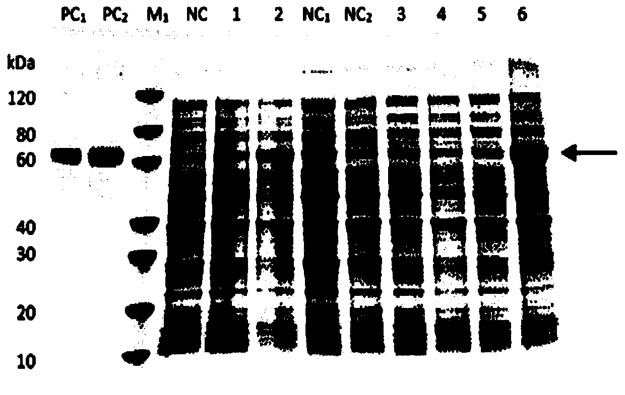 A kind of polyclonal antibody based on wheat yellow stripe virus g protein, preparation method and application thereof