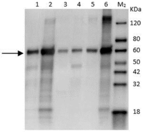 A kind of polyclonal antibody based on wheat yellow stripe virus g protein, preparation method and application thereof