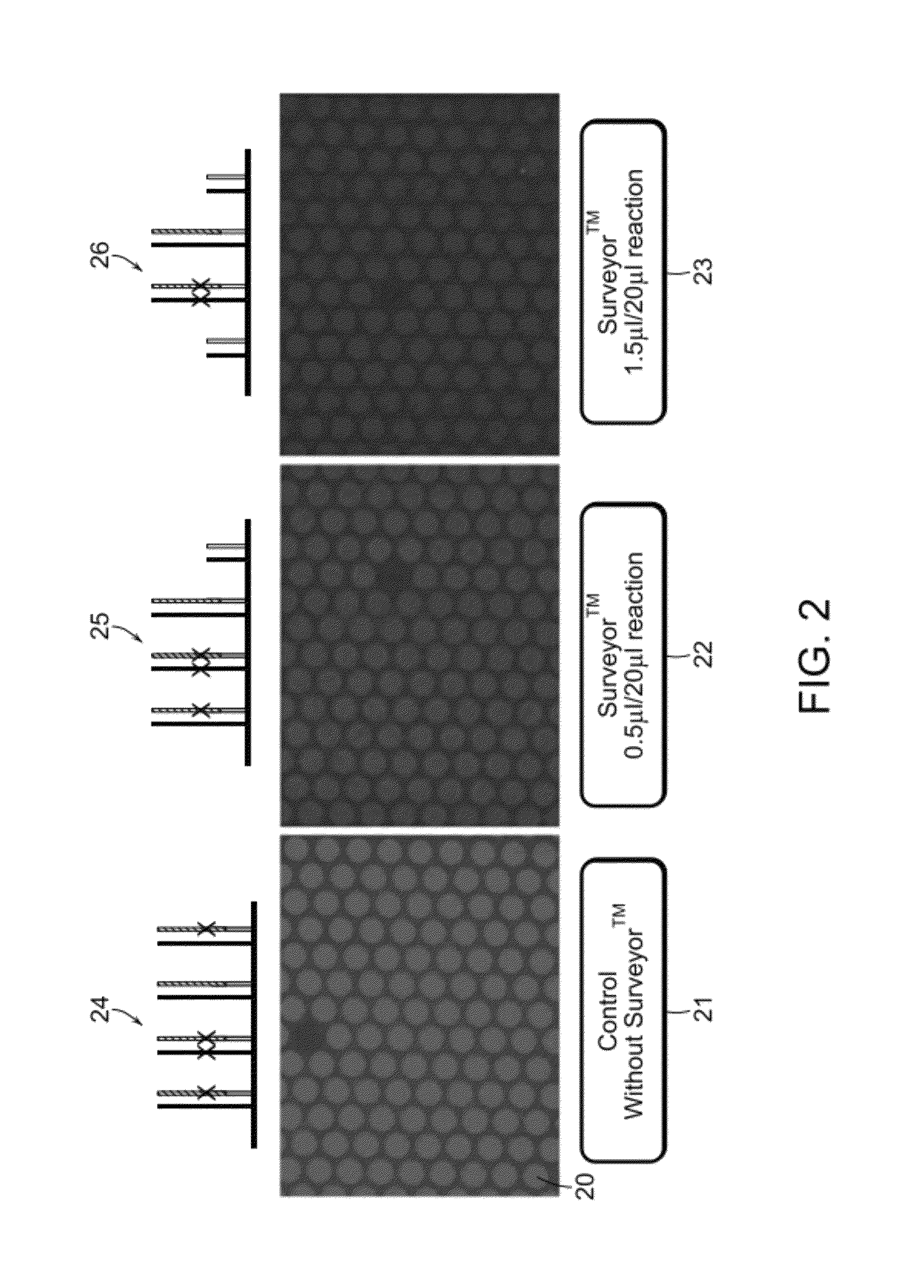 Methods and apparatuses for chip-based DNA error reduction
