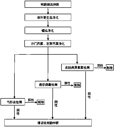 A method of cultivating clean-level experimental tree shrews by drug purification and screening