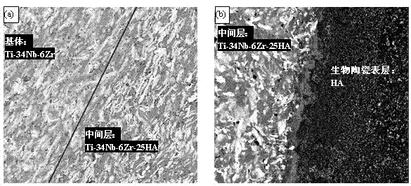 Multilayered biological composite material and preparation method thereof
