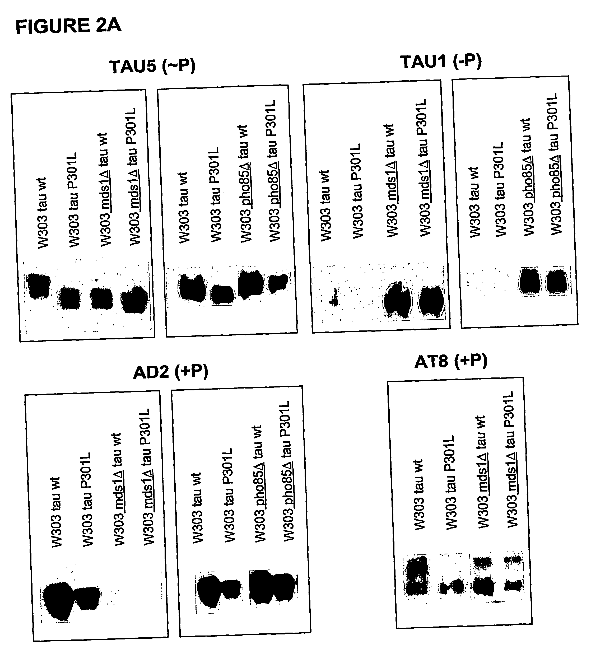 Tau-opathy model