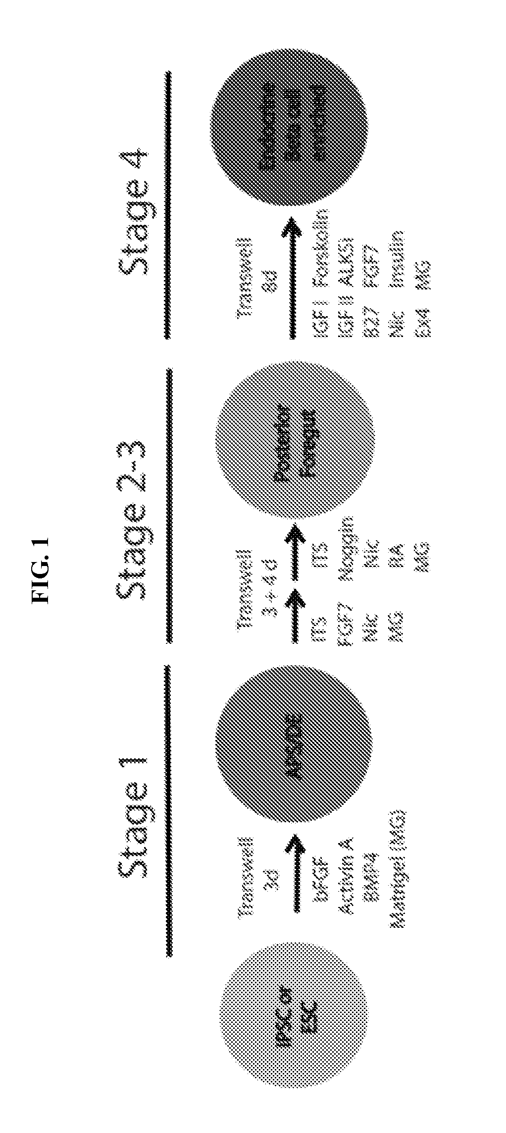 Compositions and methods for differentiating stem cells into cell populations comprising beta-like cells