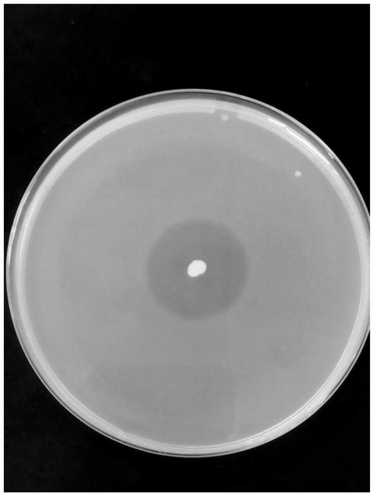 High-yield alginate lyase strain and application thereof