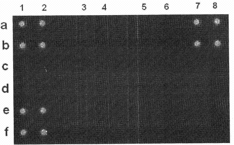 Chip for detecting human DNA repair enzyme genetic polymorphism and preparation thereof