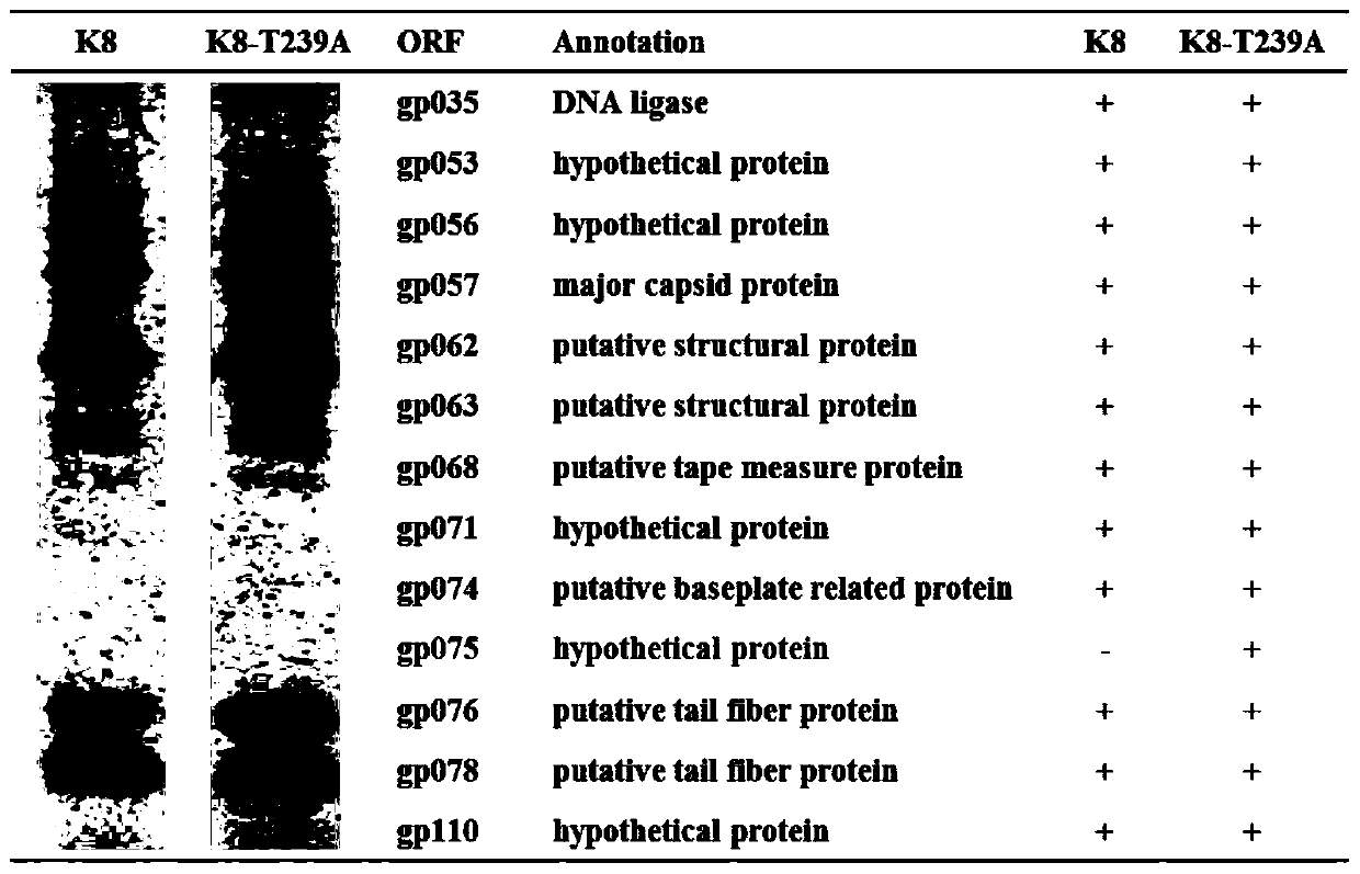 Pseudomonas aeruginosa phage K8 hypothetical protein GP075, mutant strain, mutant protein and application thereof