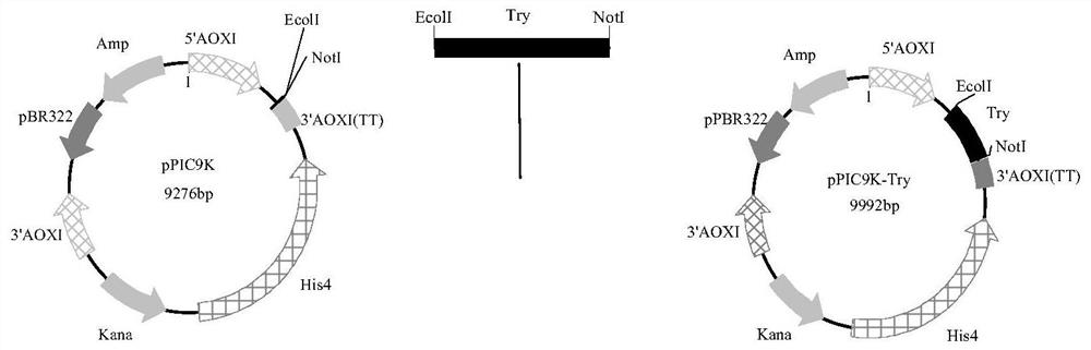 A self-cleavage resistant and high specific activity trypsin mutant