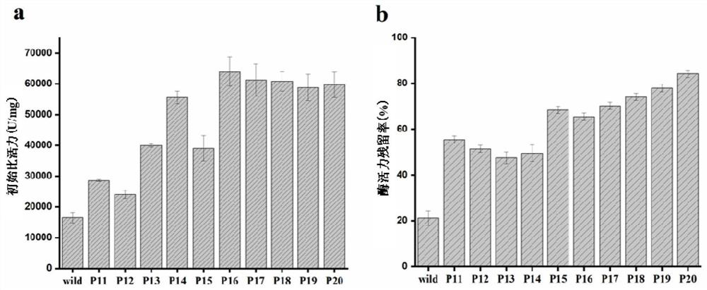 A self-cleavage resistant and high specific activity trypsin mutant