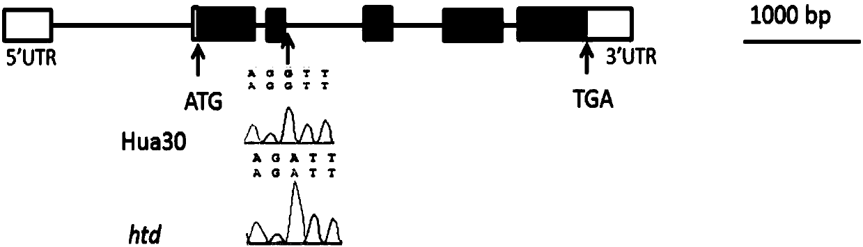 Molecular marker based on intron 2 for identifying barley semi-dwarf multi-tiller gene Hvhtd and application thereof