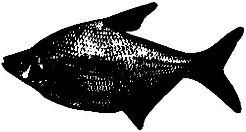 A kind of preparation method of bream and bream hybrid