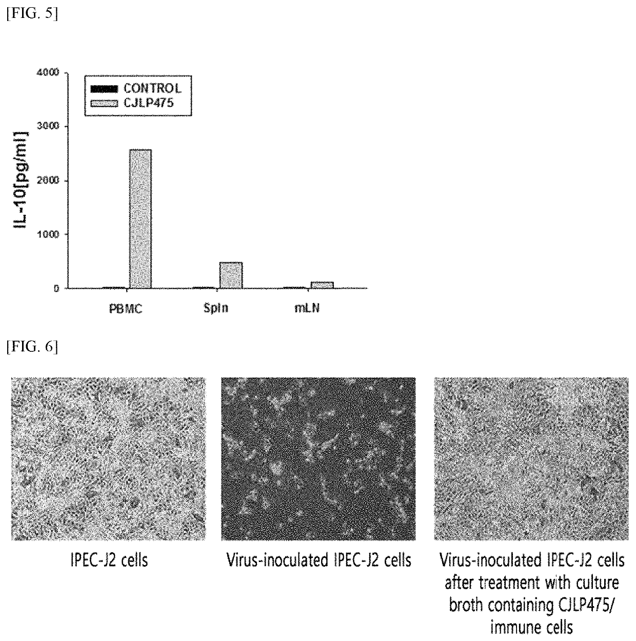 <i>Lactobacillus plantarum </i>CJLP475 strain having antiviral and immunomodulatory effects and composition comprising the same