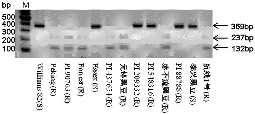 Method for aided detection of heterodera glycines resistance and special primers for detection of heterodera glycines resistance