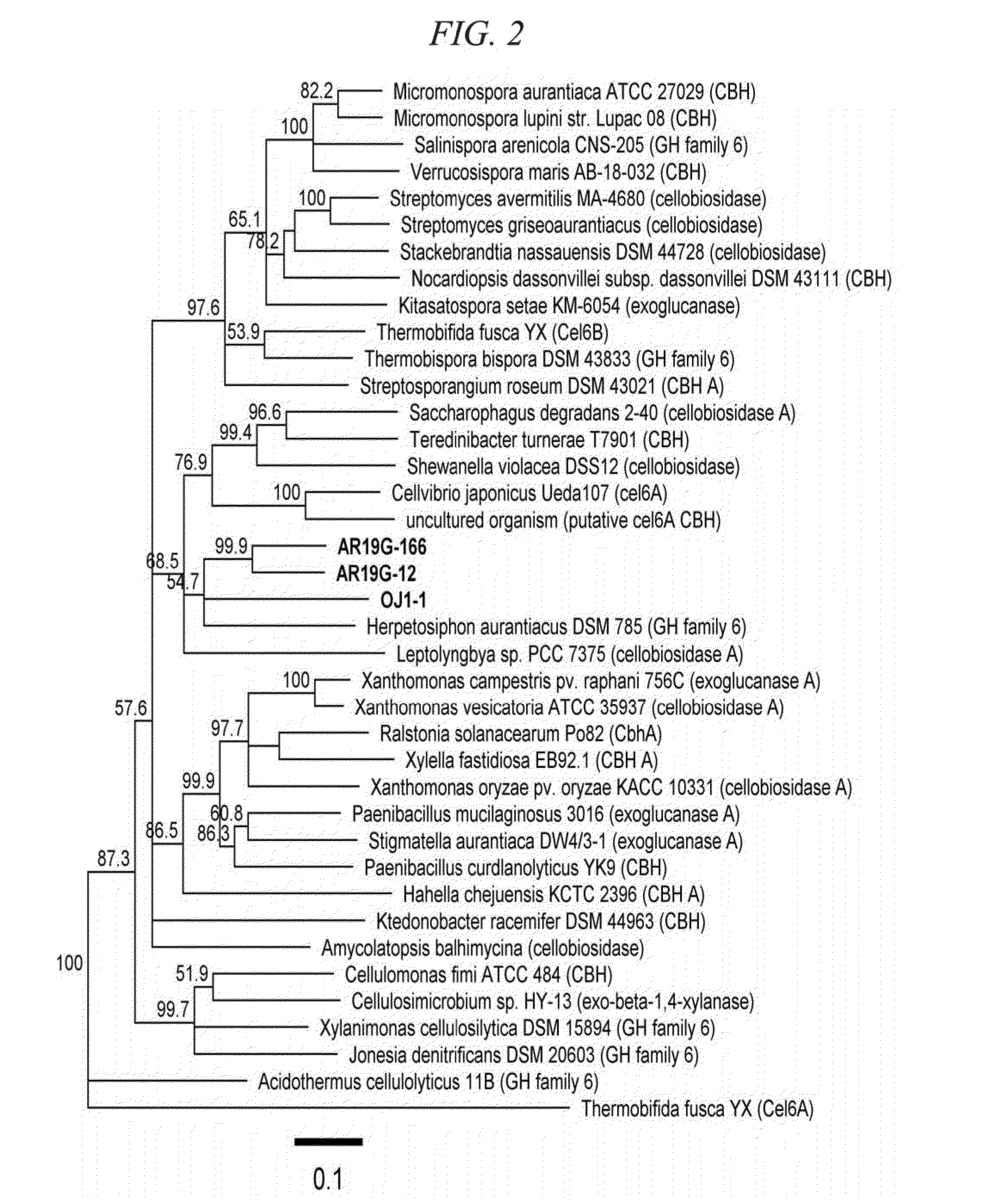 Thermostable cellobiohydrolase and amino acid substituted variant thereof