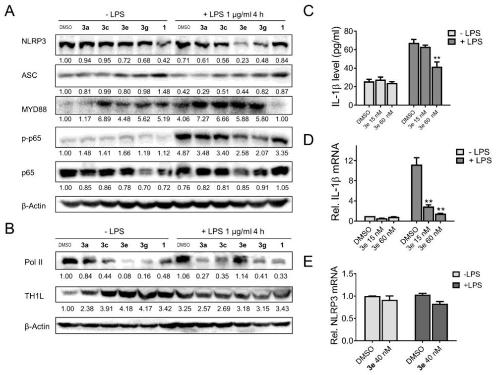 Application of tripdiolide in preparation of medicine for preventing and/or treating NLRP3 inflammasome-mediated inflammatory diseases