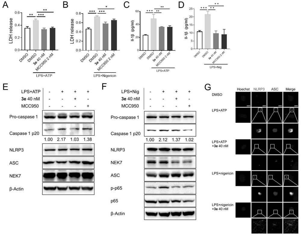 Application of tripdiolide in preparation of medicine for preventing and/or treating NLRP3 inflammasome-mediated inflammatory diseases