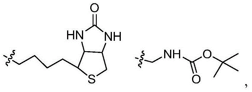7-amide-brefeldin a derivative as well as preparation method and application of 7-amide-brefeldin a derivative