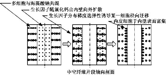 One-stop preparation method of vascularized life structure body