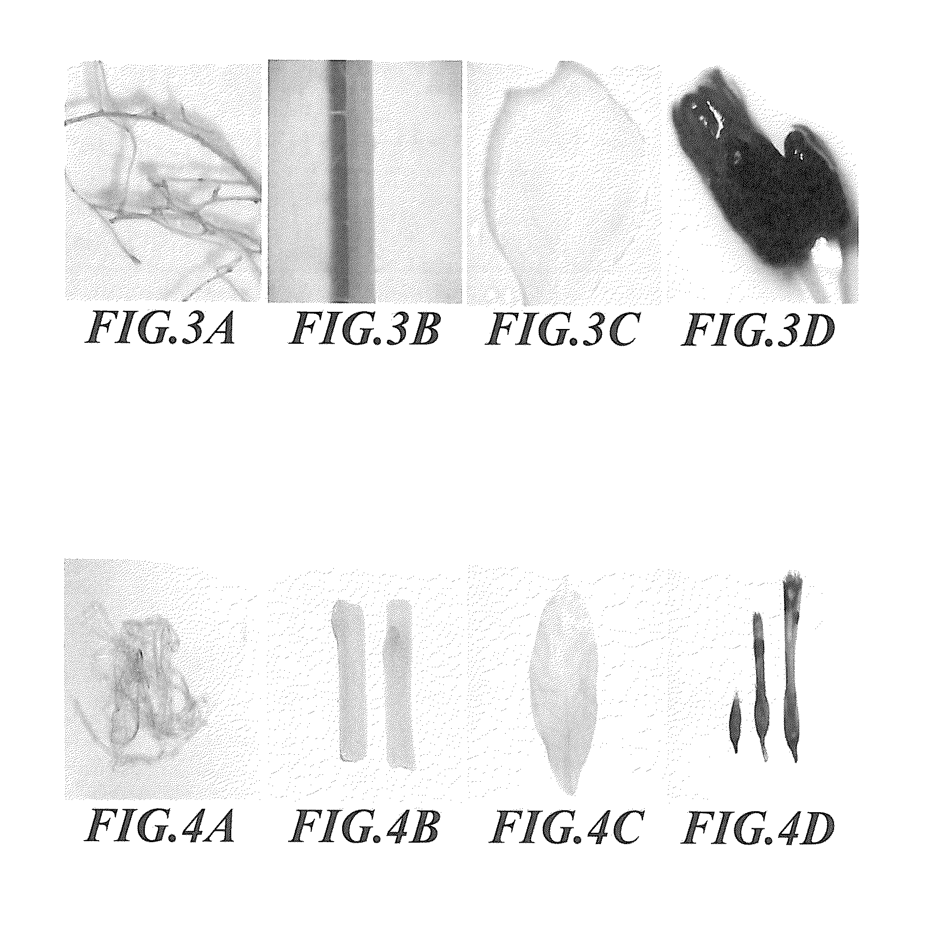 Flower tissue-specific promoter and uses thereof