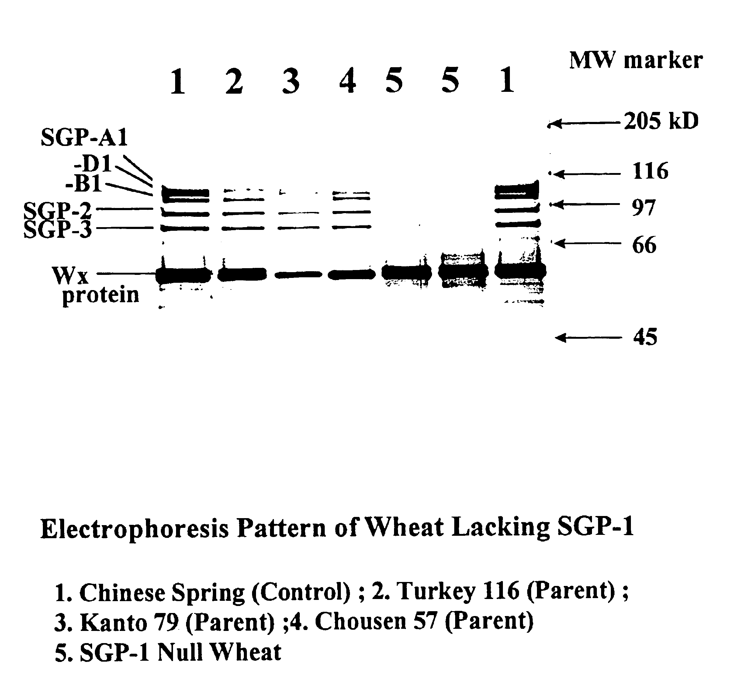 High amylose wheat starch and wheat containing the same