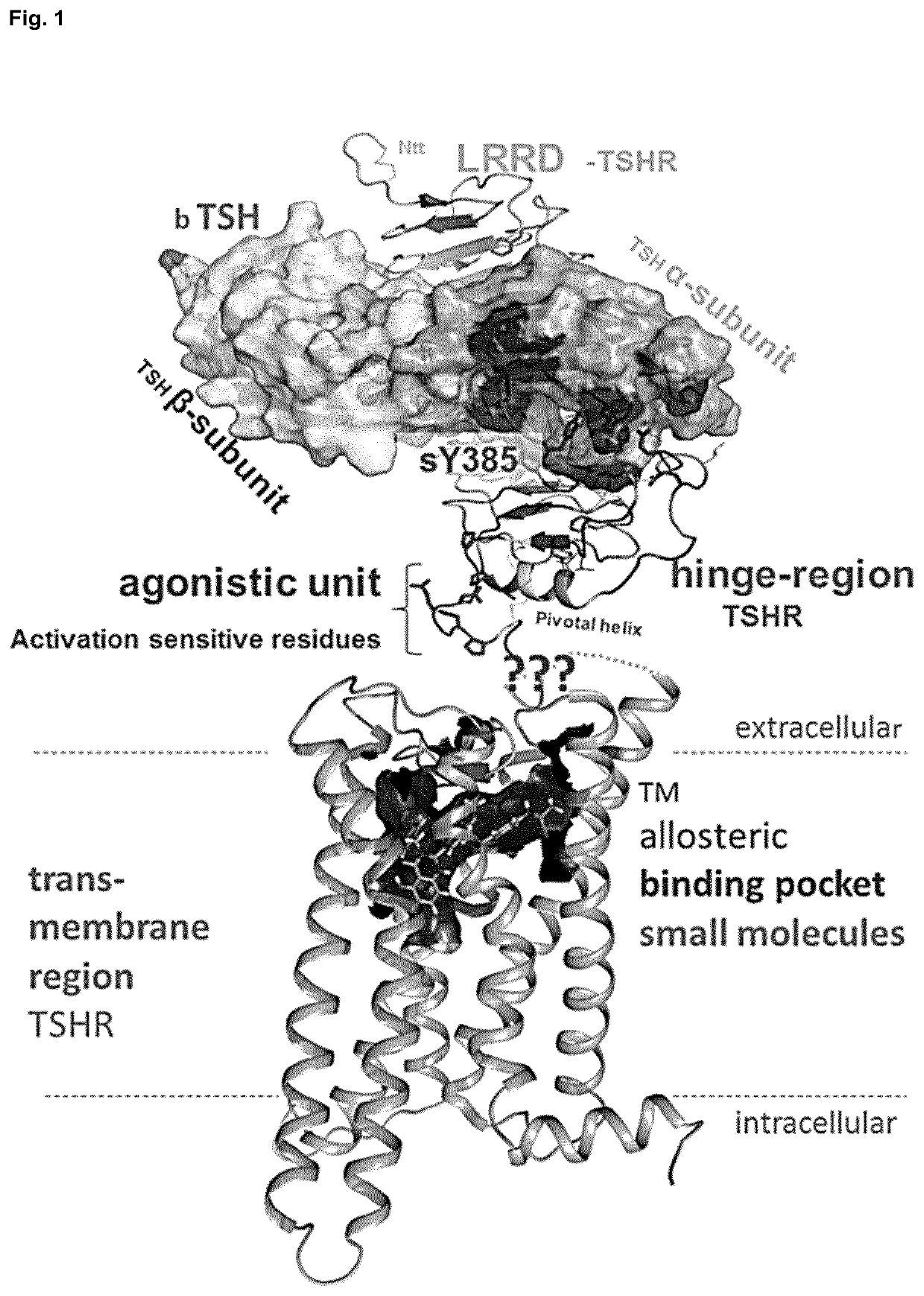 Antagonists of the thyroid-stimulating hormone receptor (TSHR)